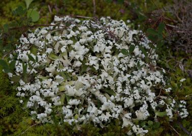 Cladonia convoluta